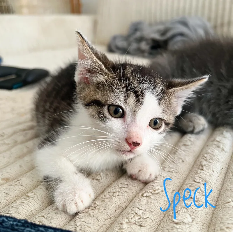 A baby medium-sized male Tabby (Brown / Chocolate) Domestic Short Hair cat named Speck for adoption in Bethel, OH