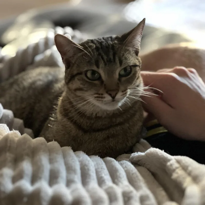 An adult medium-sized female Domestic Short Hair cat named Phoebe for adoption in Murray, UT