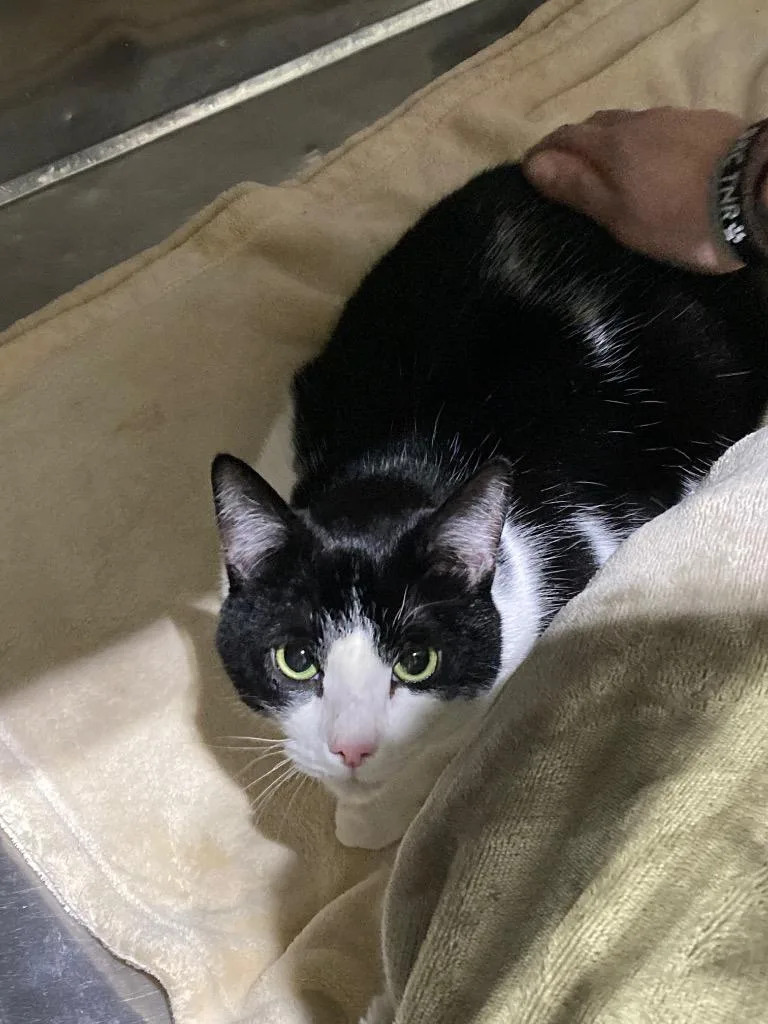 An adult medium-sized male Domestic Short Hair cat named Nikko Silo for adoption in Pierceton, IN