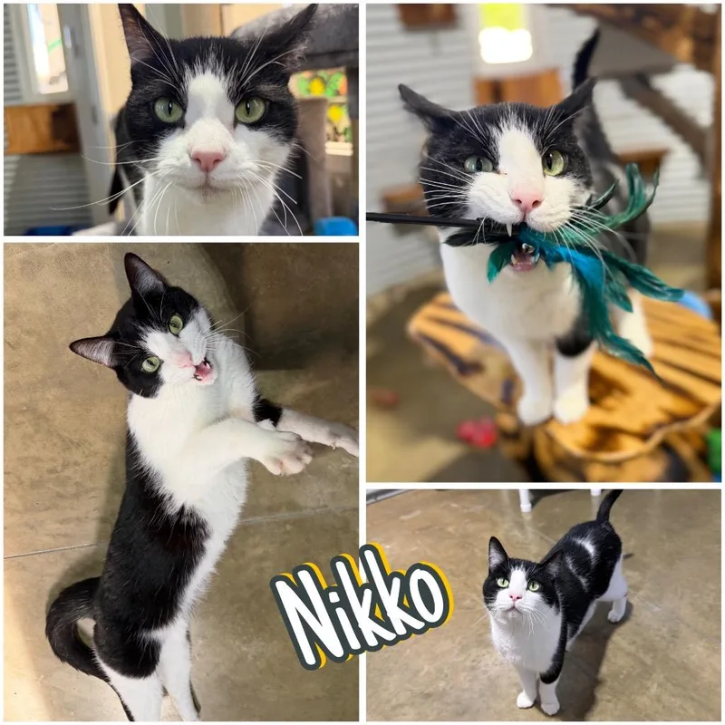 Nikko  Silo thumbnail 2