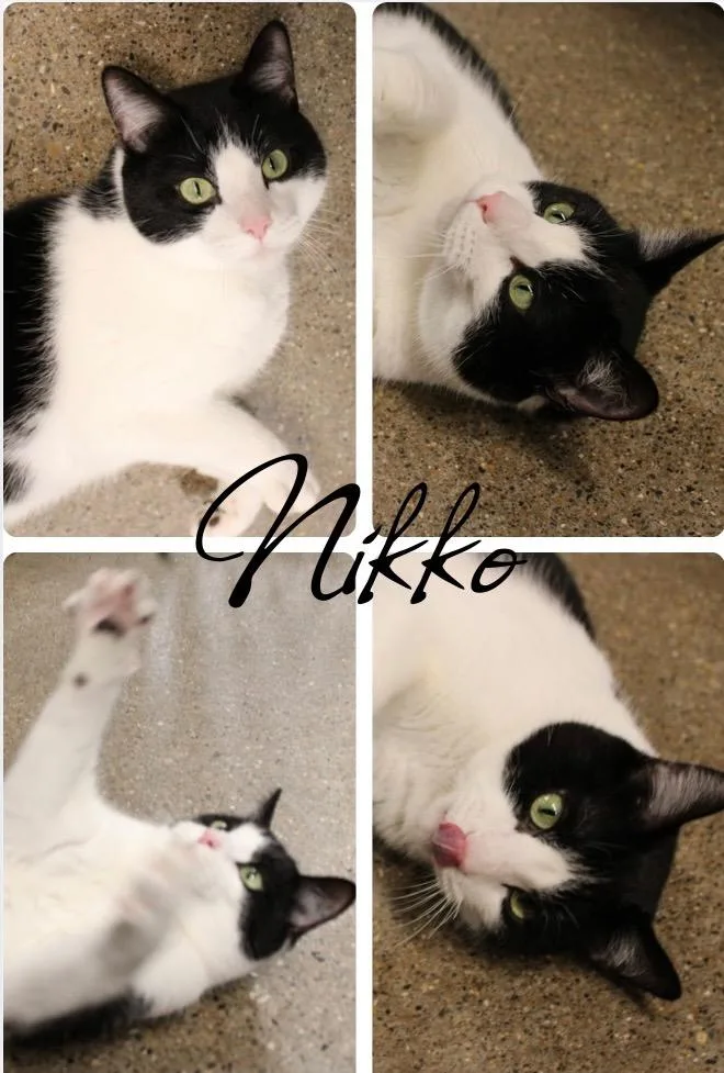 Nikko  Silo thumbnail 5
