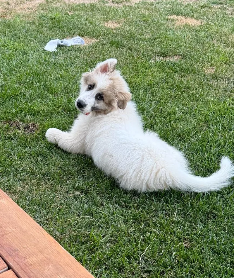 A baby large-sized male White / Cream Great Pyrenees dog named Timber for adoption in Shingle Springs, CA