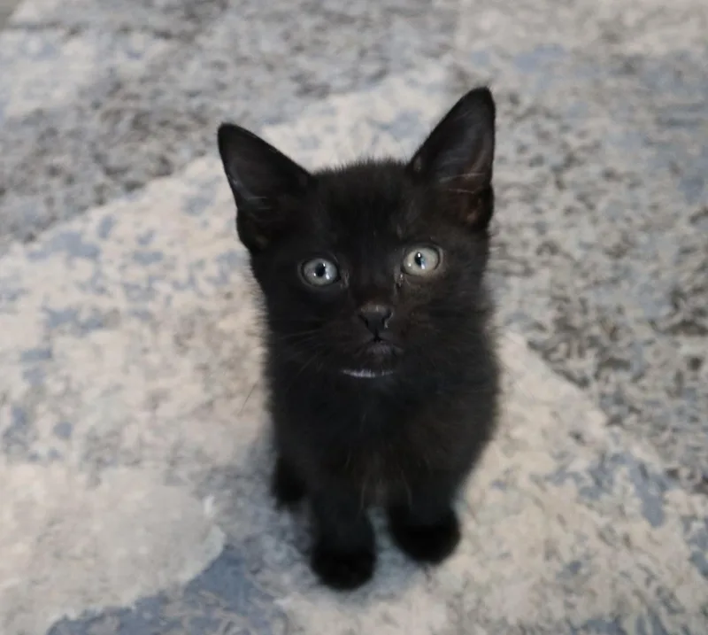A baby medium-sized male Black Domestic Short Hair cat named Grimlock for adoption in Rossville, TN