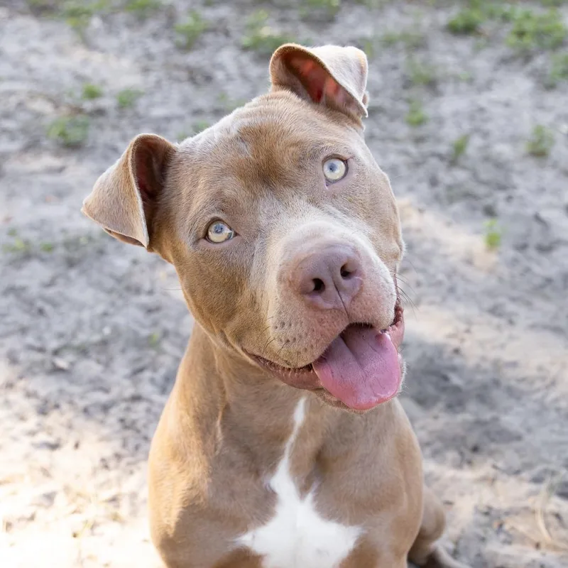 An adult large-sized male Yellow / Tan / Blond / Fawn Mixed Breed dog named Ziggy for adoption in Gainesville, FL