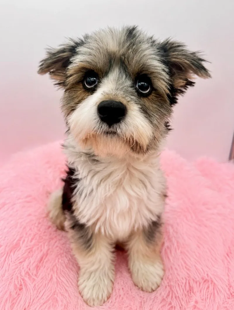 A young small-sized male Tricolor (Brown, Black, & White) Morkie dog named Snoopy for adoption in Covington, LA