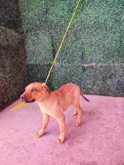 A baby medium-sized male Yellow / Tan / Blond / Fawn Mixed Breed dog named Spencer for adoption in El Paso, TX