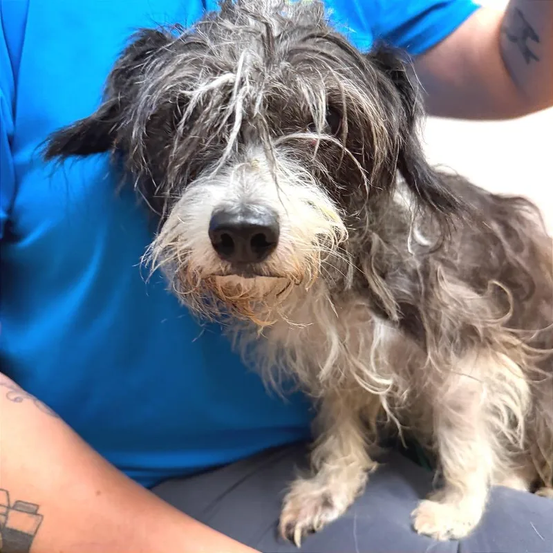A senior small-sized female Black Shih Tzu dog named Birdie for adoption in Palm Springs, CA