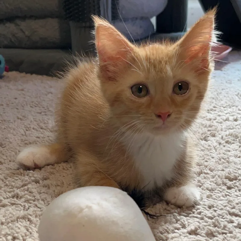 A baby small-sized male Domestic Short Hair cat named Busch for adoption in Woodstock, GA