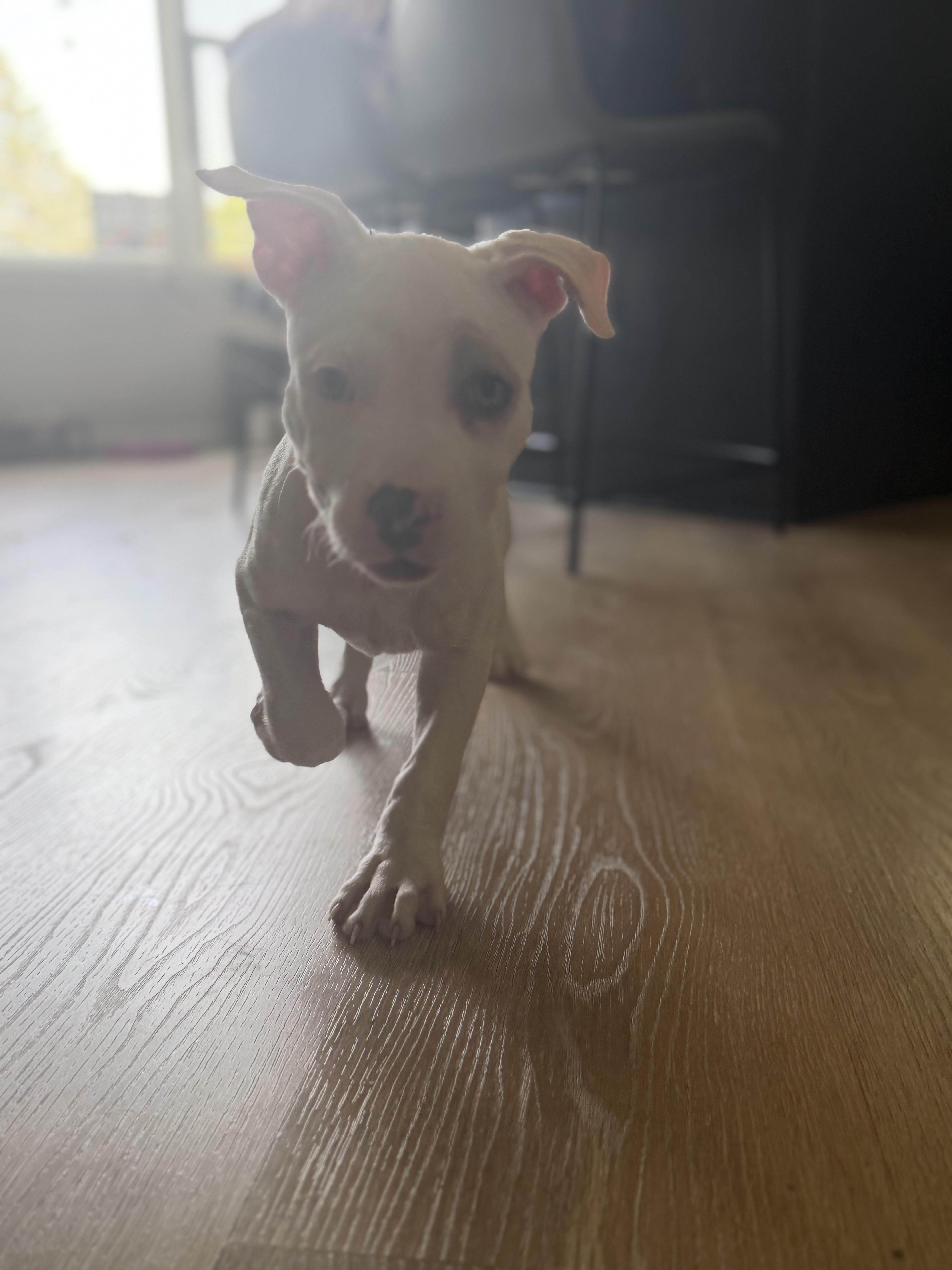 A baby small-sized female Pit Bull Terrier dog named Penny for adoption in Minneapolis, MN