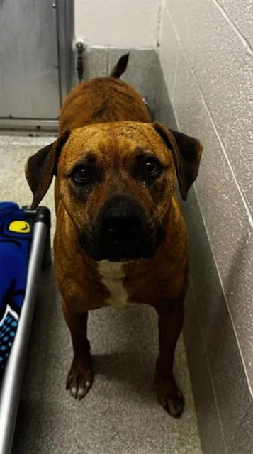 An adult medium-sized male Pit Bull Terrier dog named Rocky for adoption in Statesville, NC