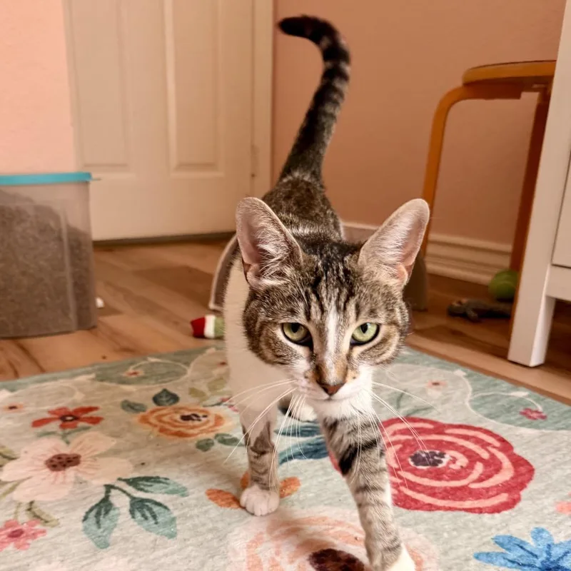 A young small-sized female White Domestic Short Hair cat named Briar for adoption in Tustin, CA