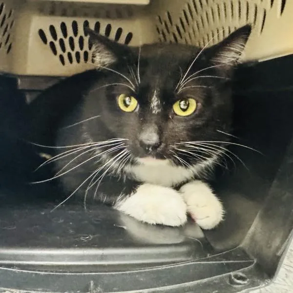 A young medium-sized male Domestic Short Hair cat named Astro Bonded Buddy for adoption in Des Moines, IA