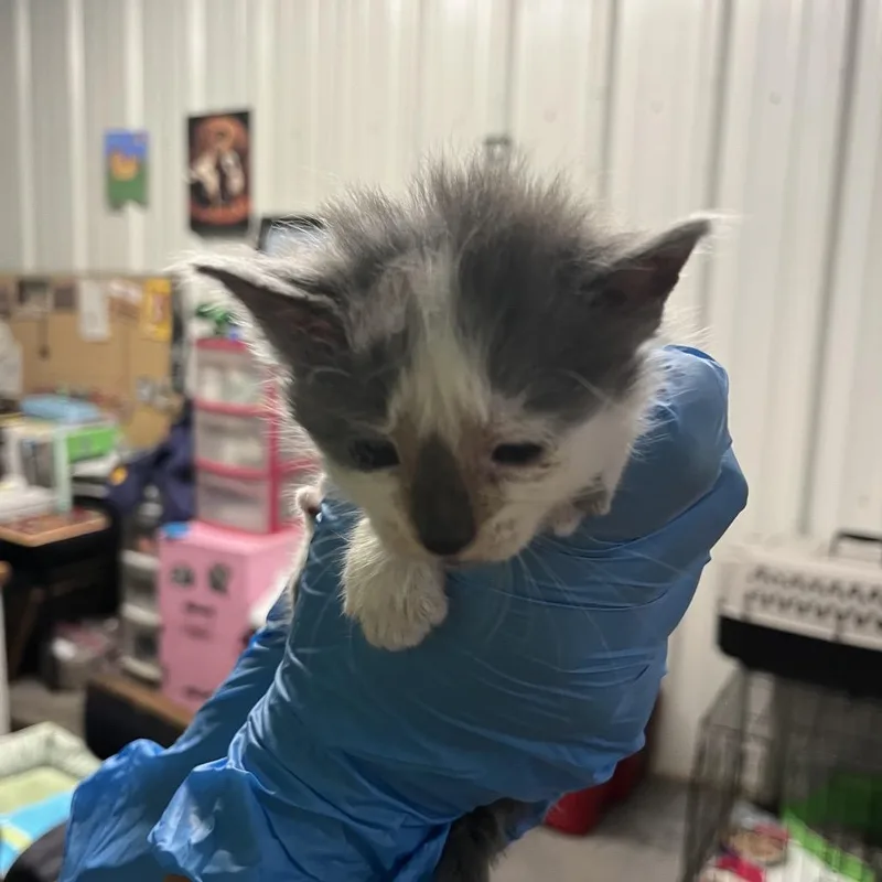 A baby small-sized female White Domestic Short Hair cat named Speedwagon for adoption in Stephenville, TX
