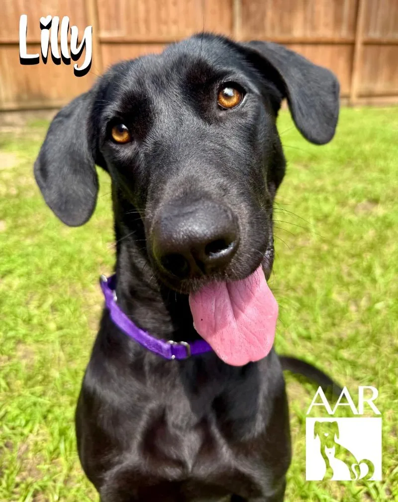 A young large-sized female Labrador Retriever dog named Lilly for adoption in Magnolia, TX