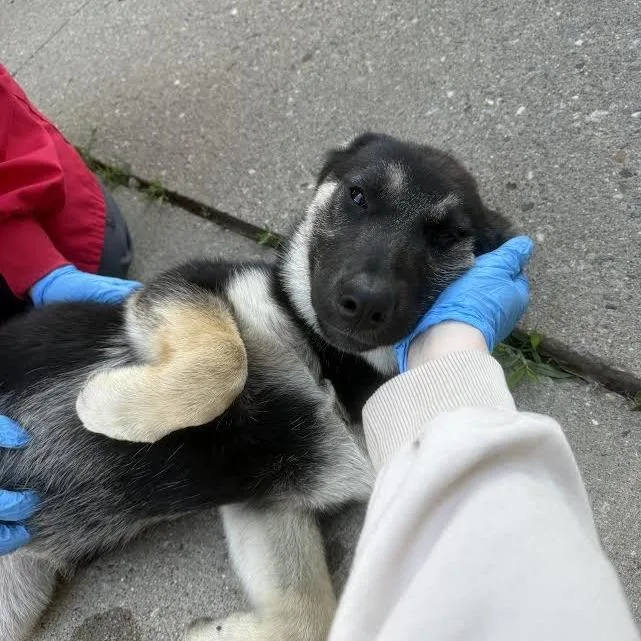 Nova