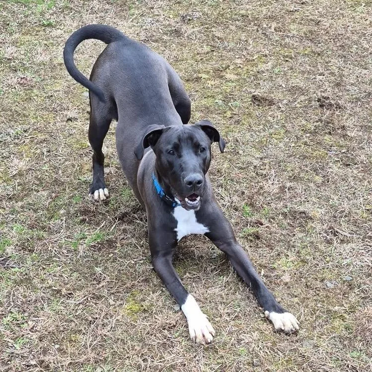 Marmaduke thumbnail 2