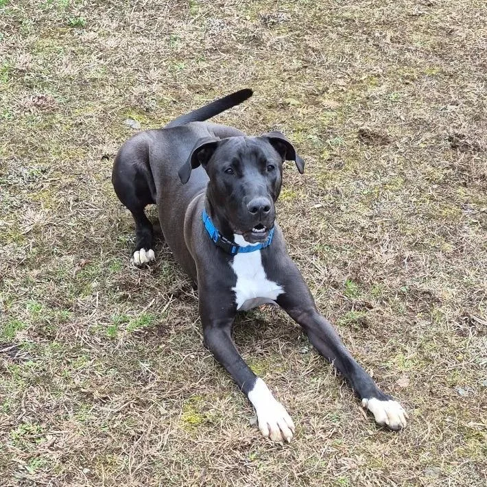 Marmaduke thumbnail 4