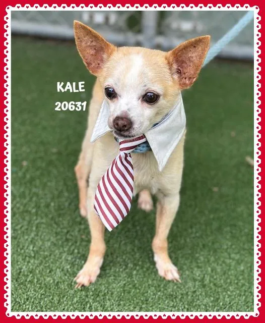 A senior small-sized male Yellow / Tan / Blond / Fawn Chihuahua dog named Kale for adoption in Marietta, GA