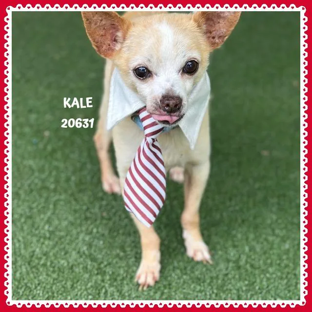 Kale thumbnail 2