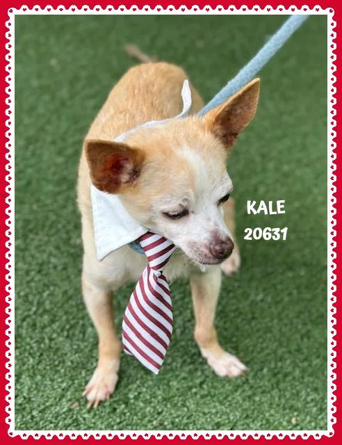 Kale thumbnail 3