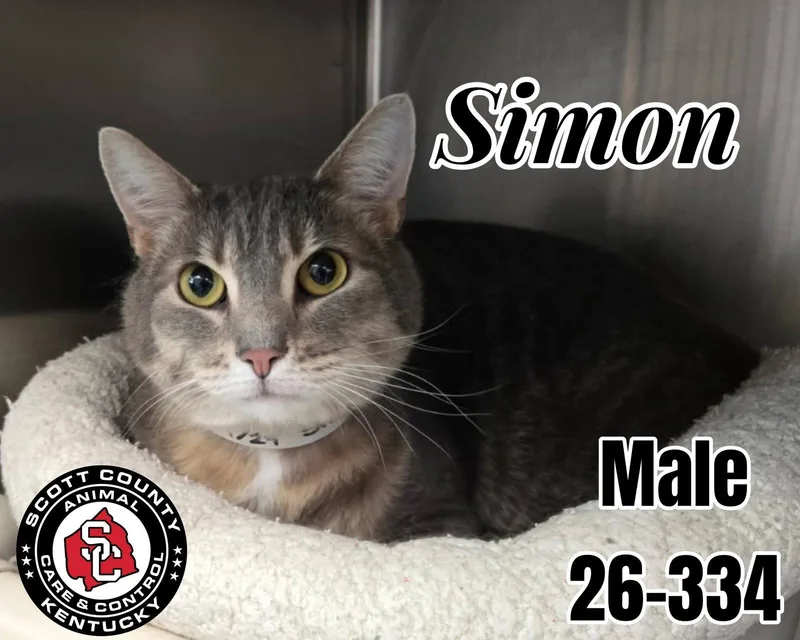 An adult small-sized male Domestic Short Hair cat named Simon for adoption in Georgetown, KY
