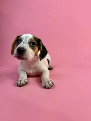 A baby small-sized female Tricolor (Brown, Black, & White) Chihuahua dog named Gina Linetti for adoption in Alvin, TX