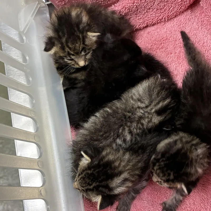 A baby small-sized male Black Domestic Short Hair cat named 71831 for adoption in Harrisonburg, VA