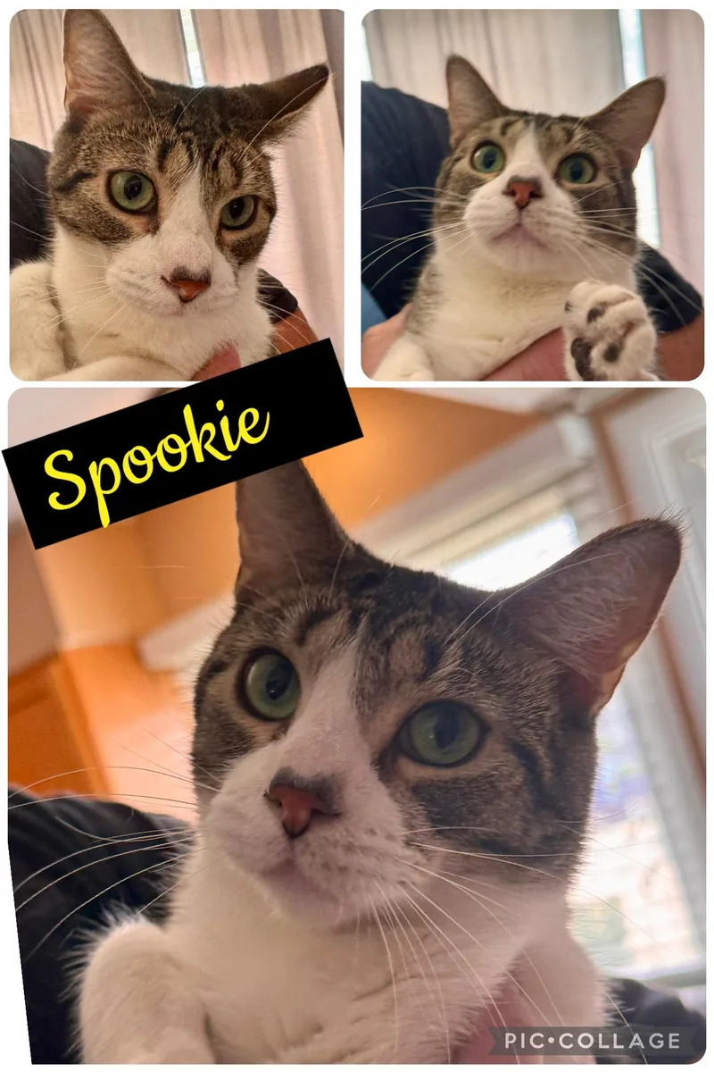An adult medium-sized male Domestic Short Hair cat named Spookie for adoption in Wheaton, IL
