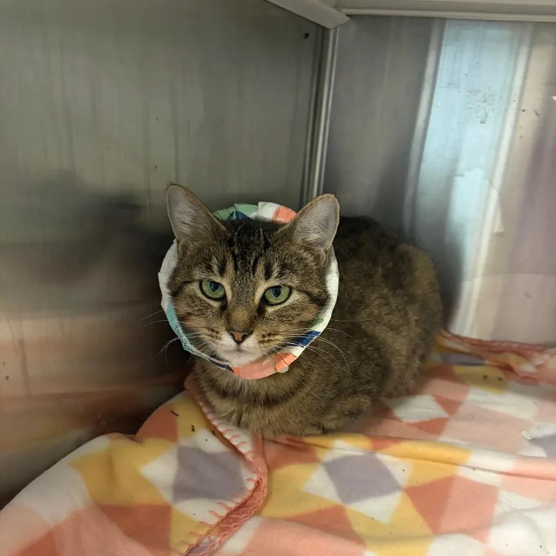 An adult medium-sized female Brown / Chocolate Domestic Short Hair cat named Gnome for adoption in Dearborn, MI