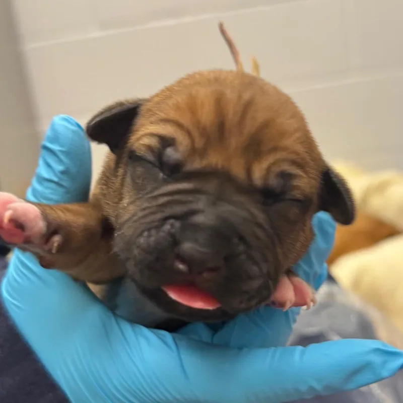 A baby medium-sized female Brown / Chocolate Black Mouth Cur dog named Starla for adoption in West Palm Beach, FL