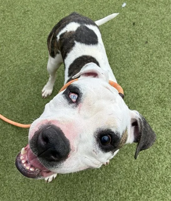 A young large-sized female American Bulldog dog named Peaches for adoption in Olivette, MO