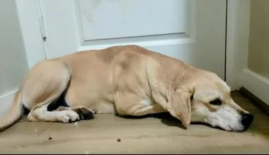 A young large-sized female Yellow / Tan / Blond / Fawn Labrador Retriever dog named Stella for adoption in Liverpool, TX