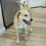Stella thumbnail 6