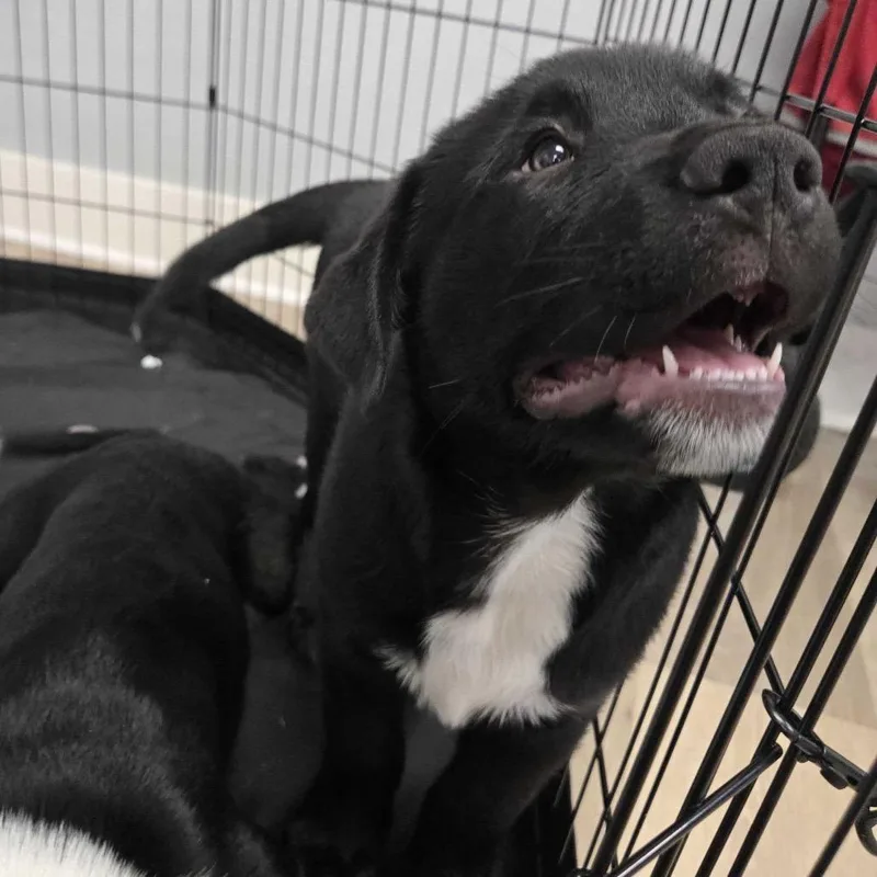 A baby medium-sized male Black Cattle Dog dog named Woody for adoption in Waco, TX