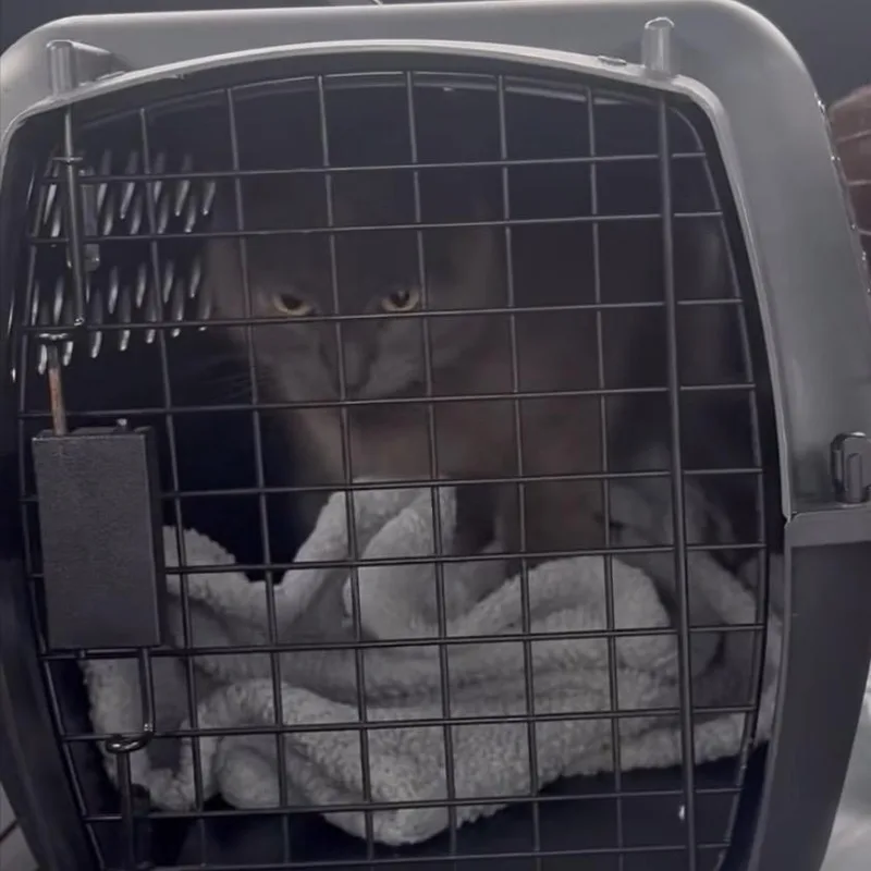 An adult small-sized female Gray / Blue / Silver Domestic Short Hair cat named Honda for adoption in Monroe, MI