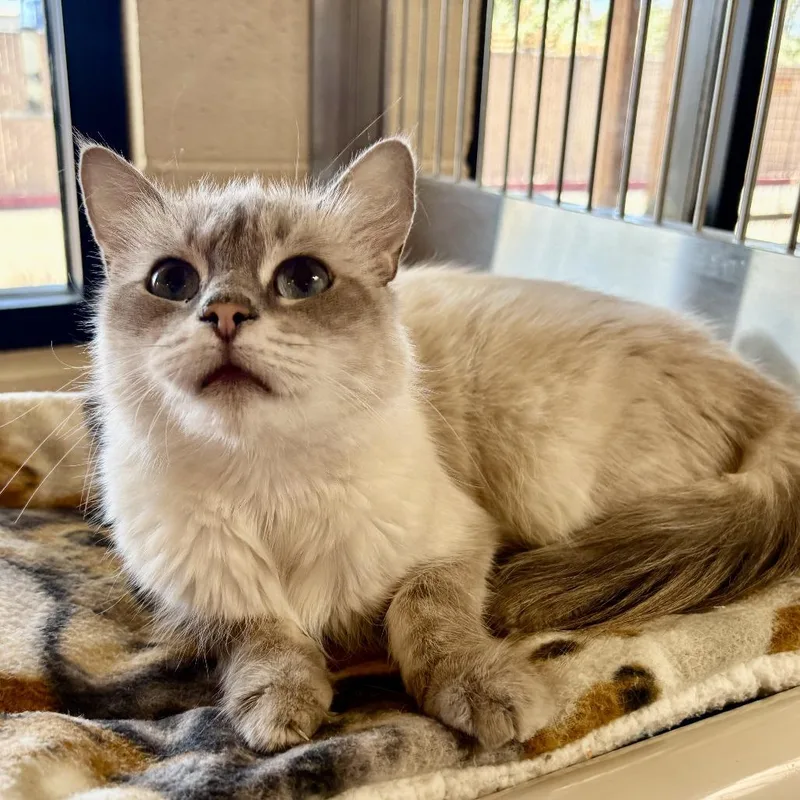 An adult medium-sized female Seal Point Domestic Medium Hair cat named Snow for adoption in Riverside, CA