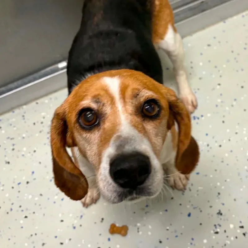 An adult medium-sized female White / Cream Beagle dog named Jo for adoption in Marion, VA
