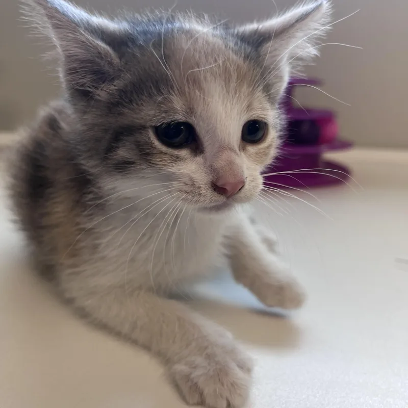 A baby medium-sized female Dilute Calico Domestic Short Hair cat named Gracie for adoption in Liberty, MO