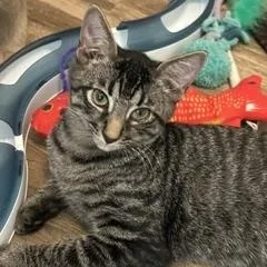 A baby medium-sized male Tabby (Gray / Blue / Silver) Tabby cat named Soul for adoption in Phoenix, AZ