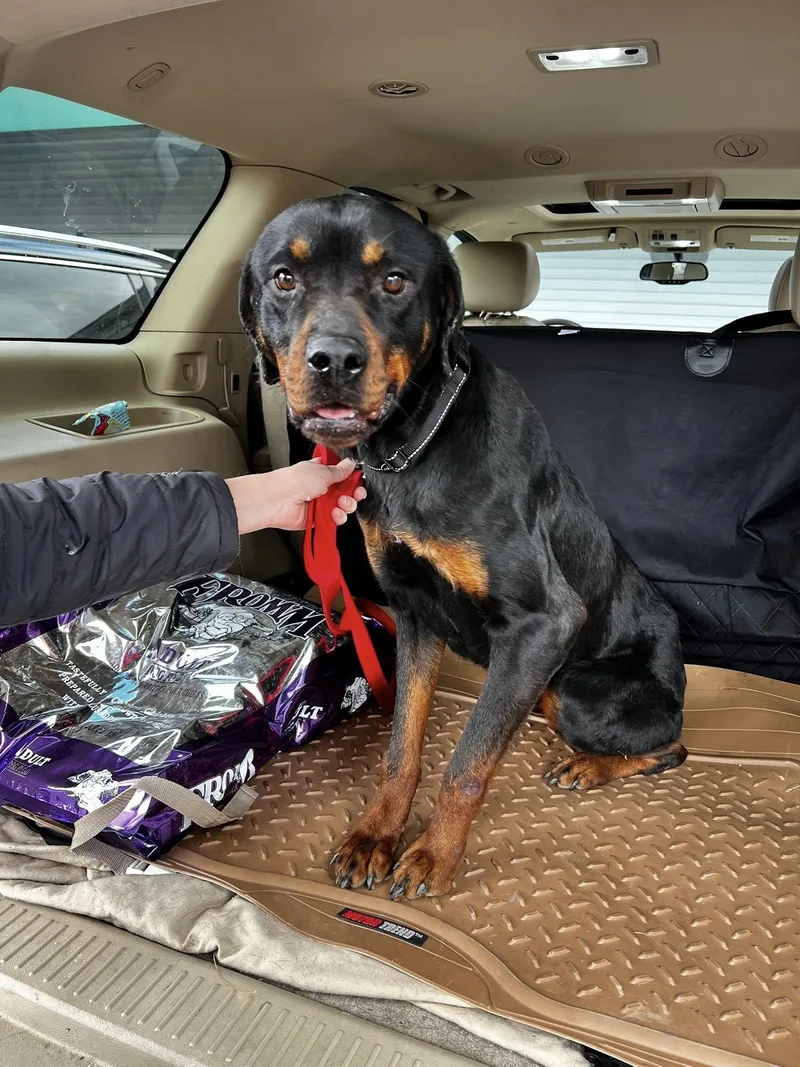 Nova Two thumbnail 2