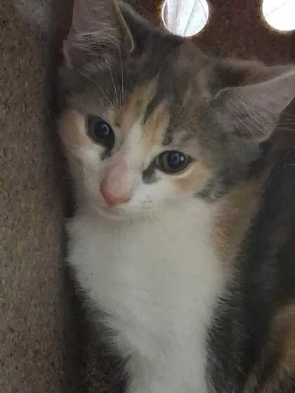A baby small-sized female Domestic Short Hair cat named West Virginia for adoption in Sevierville, TN