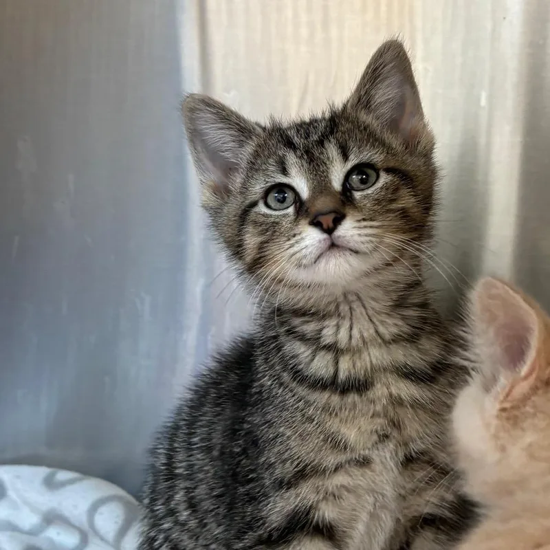 A baby small-sized male Brown / Chocolate Domestic Short Hair cat named Gorgonzola for adoption in Washington Township, OH