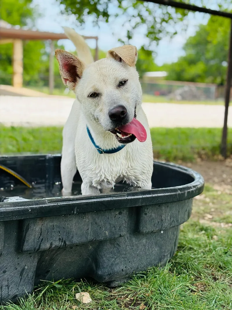 An adult medium-sized male Mixed Breed dog named Cream for adoption in Itasca, TX