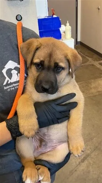 A baby small-sized male German Shepherd Dog dog named Kylo for adoption in Ontario, CA
