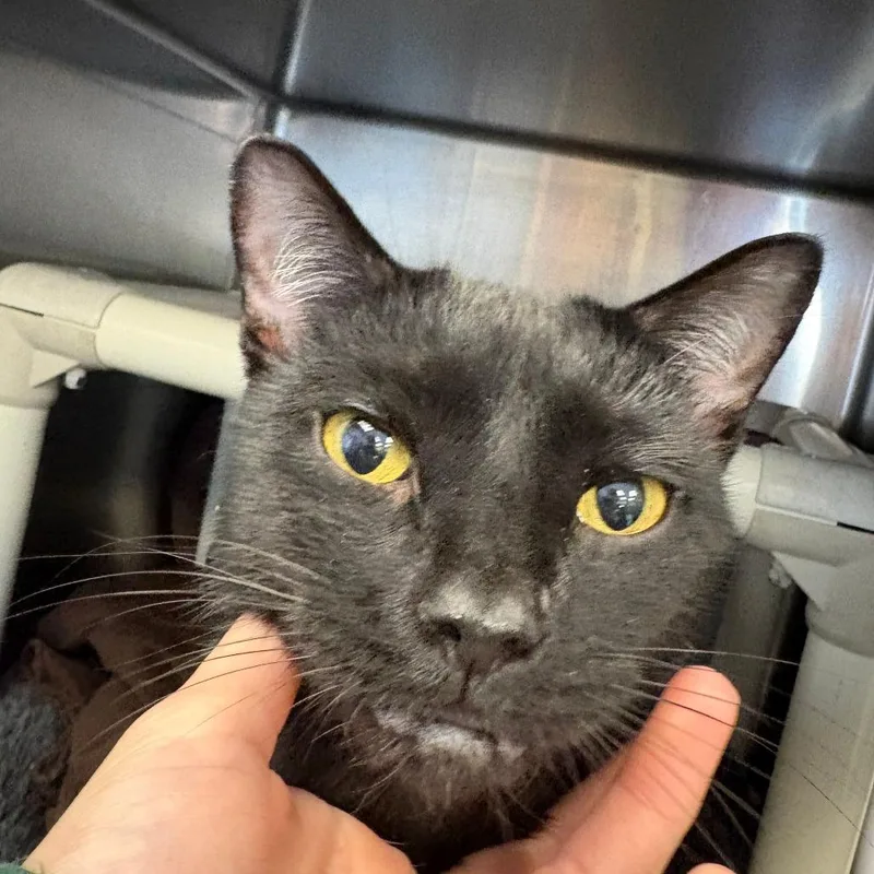 An adult medium-sized male Black Domestic Short Hair cat named Andrew for adoption in Brockton, MA