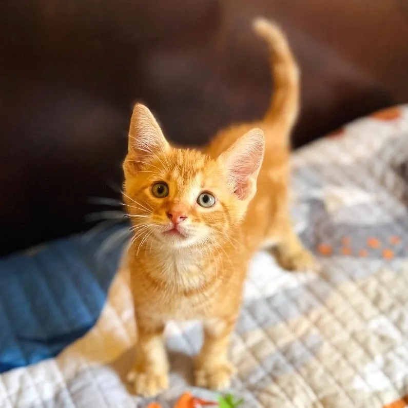 A baby small-sized male Orange / Red Domestic Short Hair cat named Axl for adoption in Brownsboro, AL