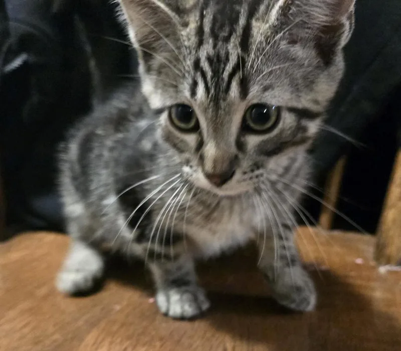 A baby small-sized male Tabby (Brown / Chocolate) Domestic Medium Hair cat named Gelato for adoption in Broomfield, CO