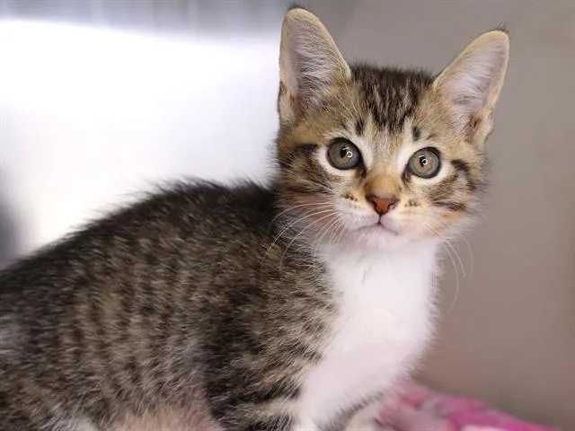 A baby small-sized male Domestic Short Hair cat named George for adoption in Tallahassee, FL