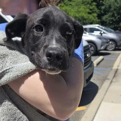 A baby medium-sized male Labrador Retriever dog named Tito for adoption in Voorhees, NJ