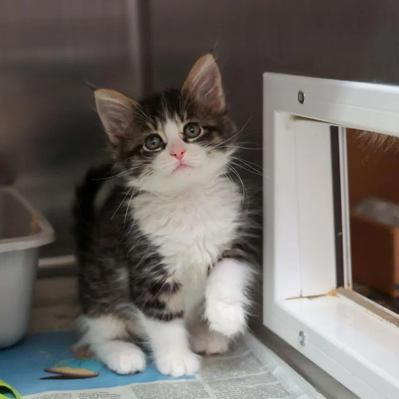 A baby small-sized female Brown / Chocolate Domestic Medium Hair cat named Honey for adoption in Santa Barbara, CA